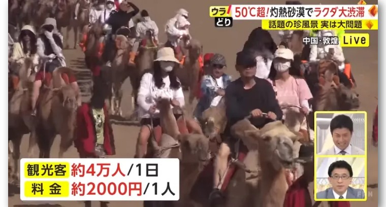 日本记者敦煌堵骆驼,日本记者直播连线冰墩墩