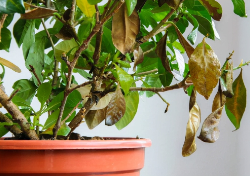 哪些花冬天需要移到室内,冬季花怎么过冬最好