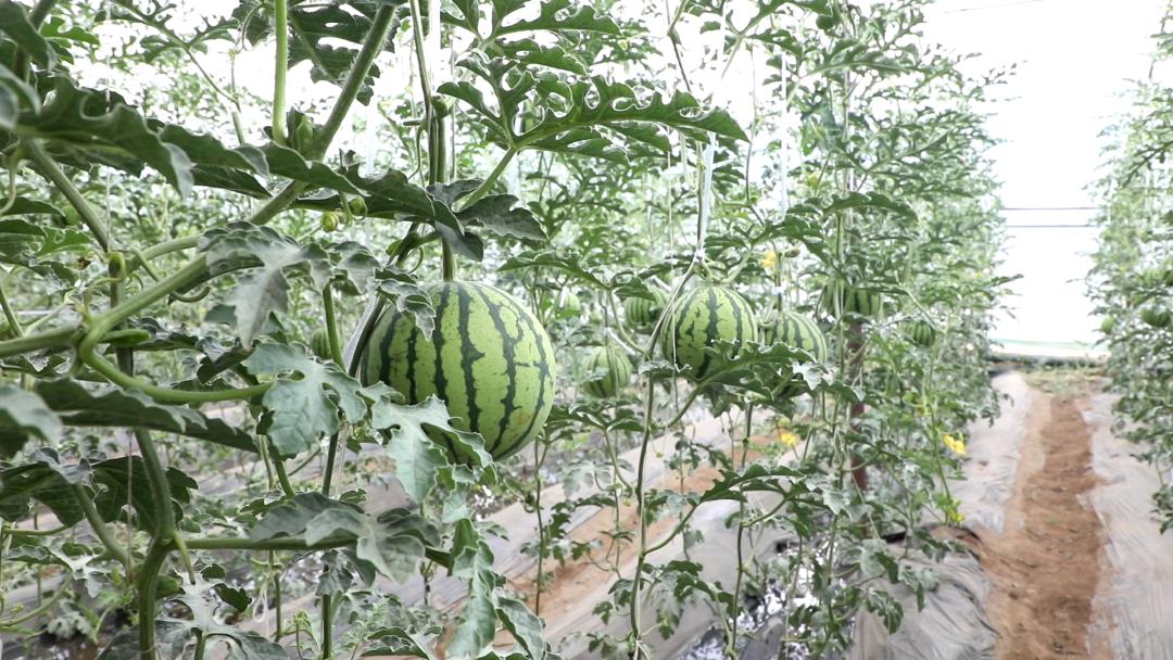 拉萨今年五一旅游多少人,五一拉萨旅游合适吗