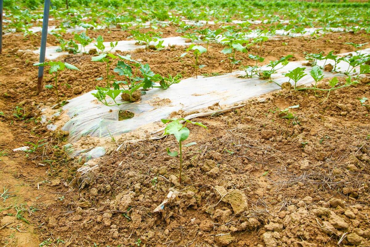 西瓜沤根什么症状,西瓜伸蔓期沤根什么症状