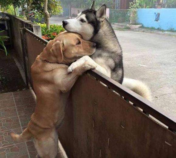 两只狗交配时，为什么不能上前打扰？