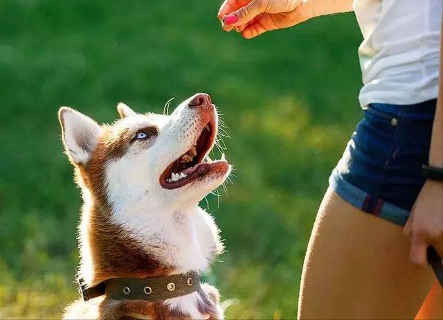 狗狗去世后，该如何处理呢？