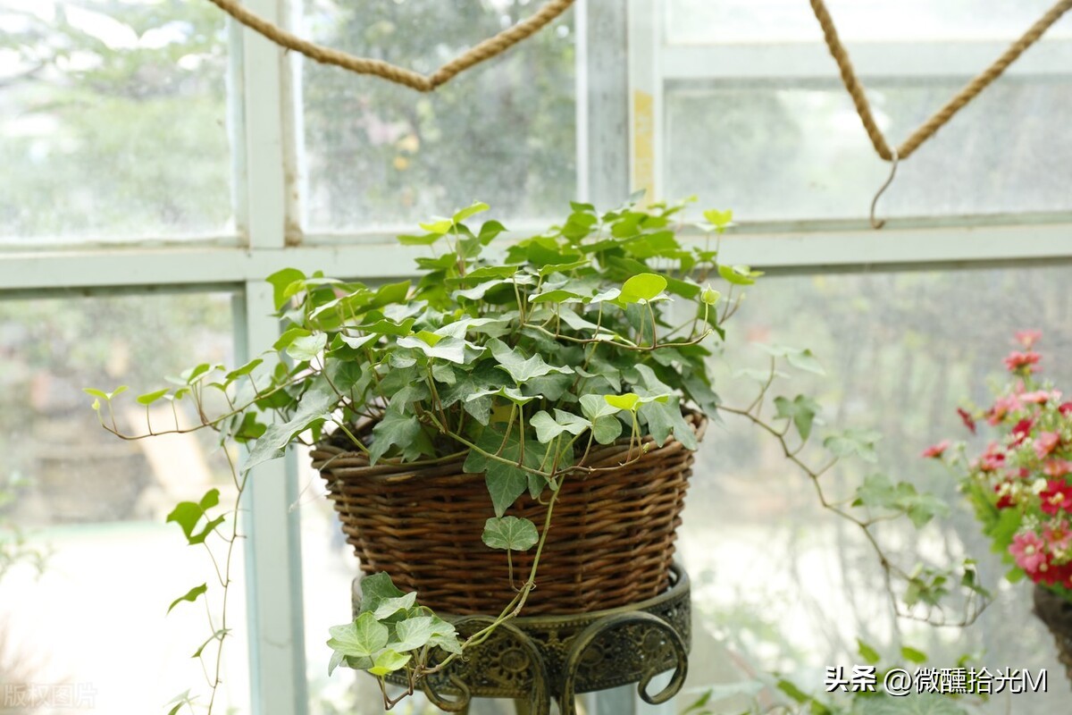 新装修的房子除甲醛，选对这10种绿植，拥有清新健康环境