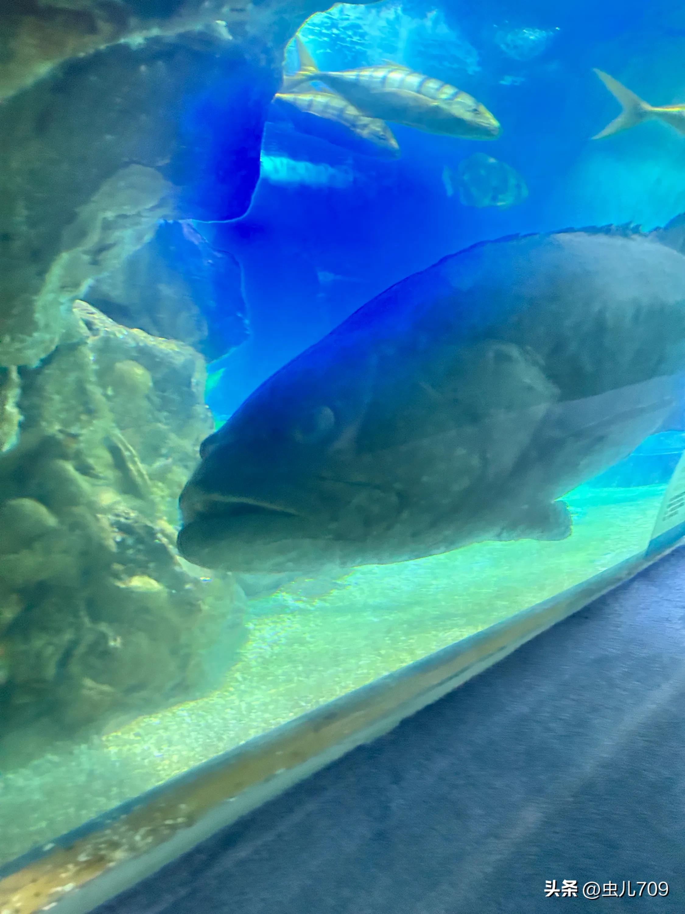 青岛海底世界视频,青岛海底世界和极地海洋世界