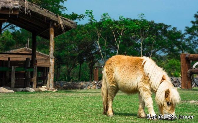 家庭农场：是否能成为乡村致富的新风口？