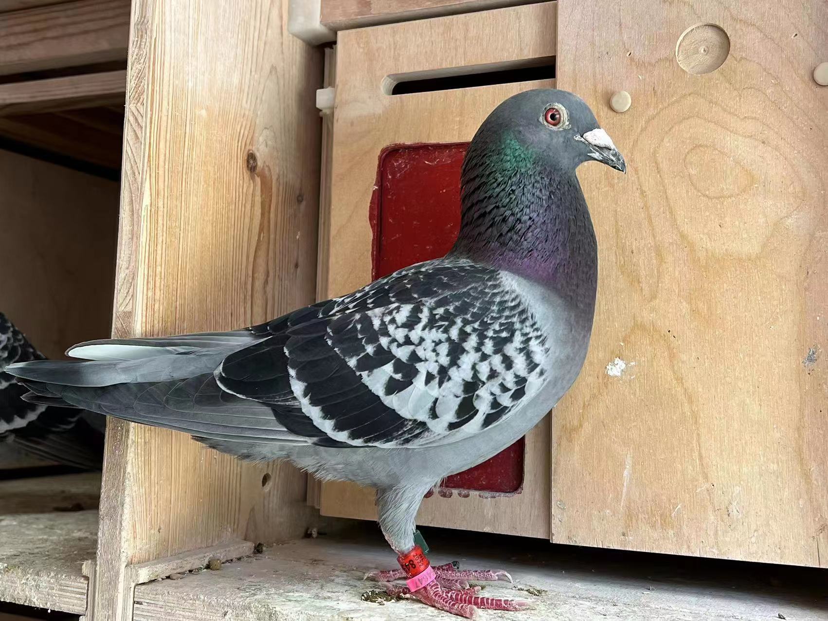 佛科克大名鸽,欧洲赛鸽重大赛事