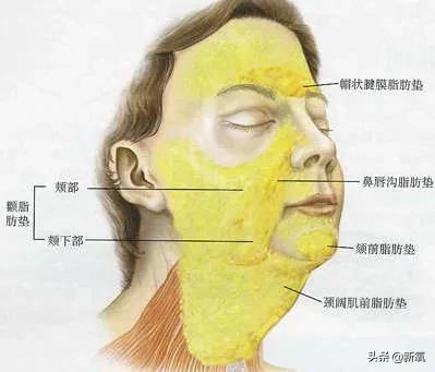 韩素希下颌拐点高,高颧骨韩素希