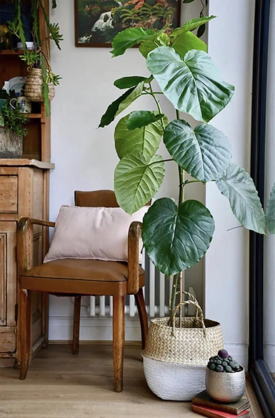 客厅实用盆栽植物有哪些,客厅一般放什么植物盆栽比较好