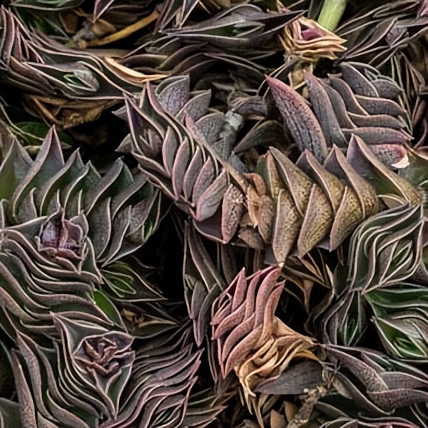 102个大类近500个多肉植物图片，都极其美丽，建议在家中也养一盆