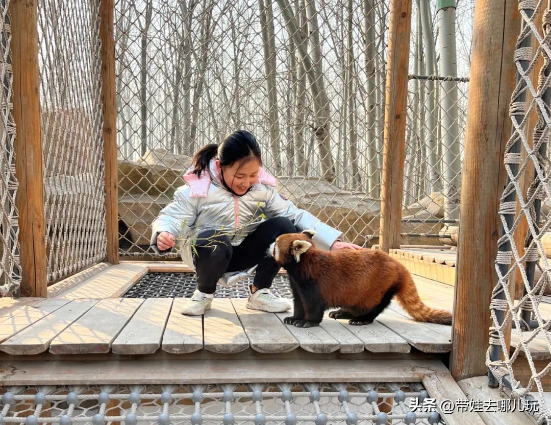 一天玩遍北京野生动物园,包场去鸟巢