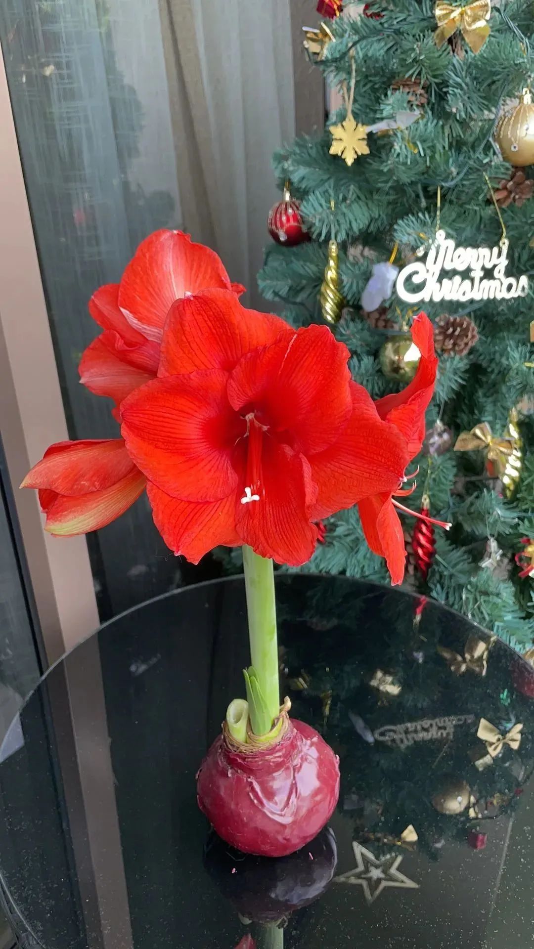 新手必看鲜花养护攻略,鲜花在水里能养几天会死