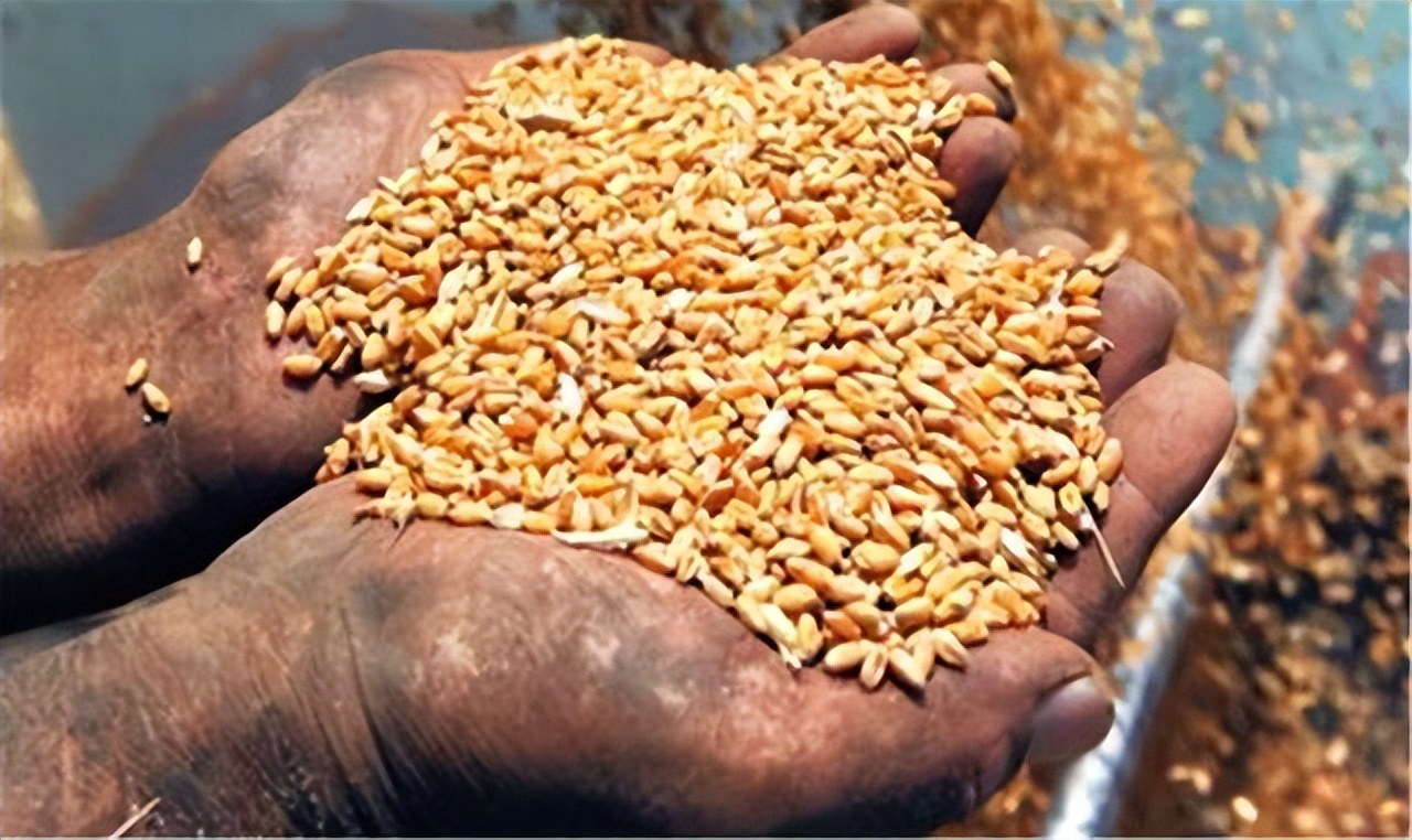 中国为何不怕粮食危机，世界第一粮食储备国，让欧盟眼红