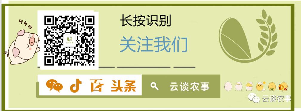 母猪的产后护理小说,母猪的产后护理书籍