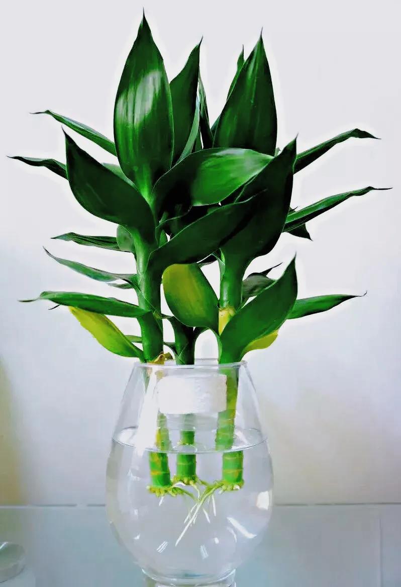 富贵竹茎叶青翠,大竹叶富贵竹