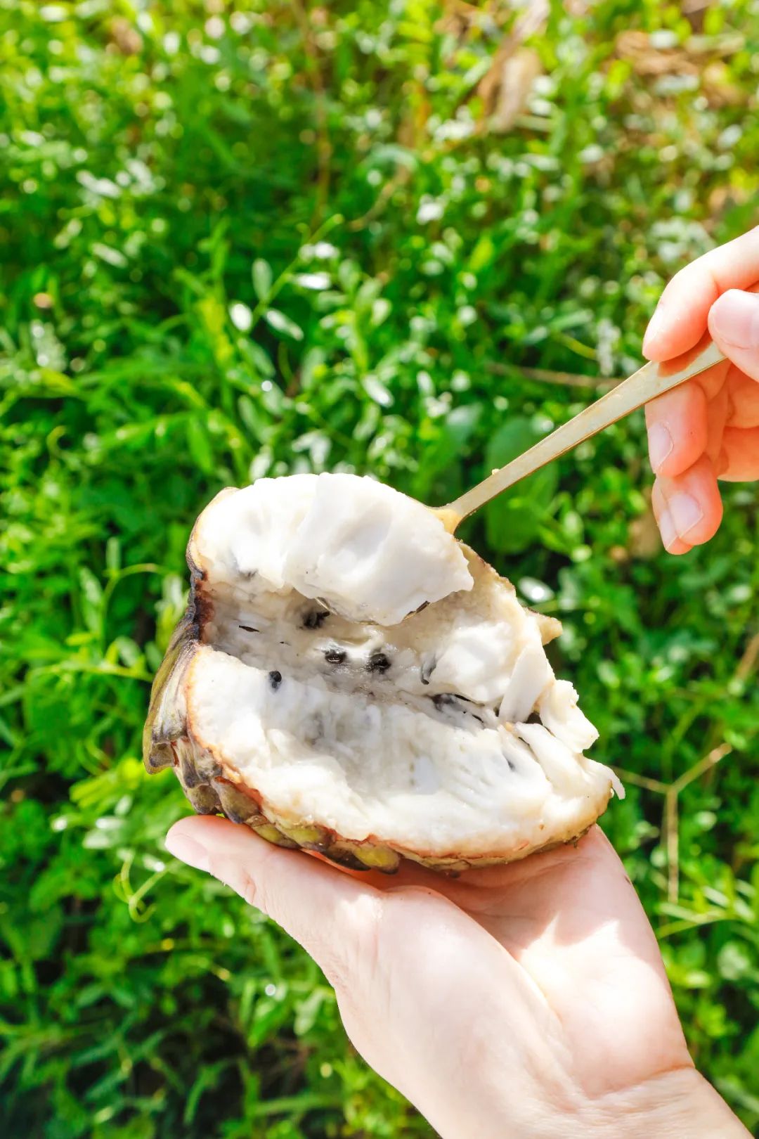 我国四大地理区域水果,中国什么地方热带水果多