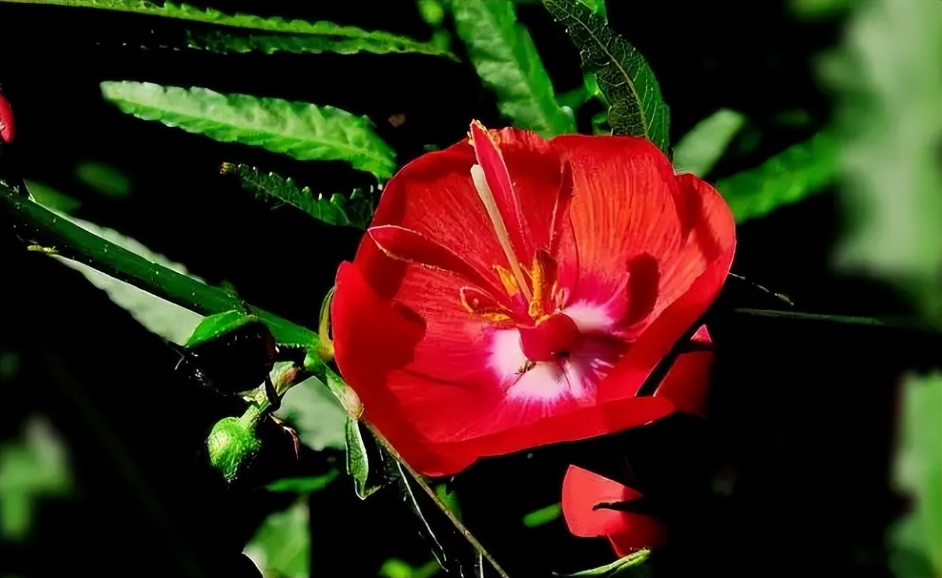 夜落金钱昼自开意思,夜落金钱昼自开