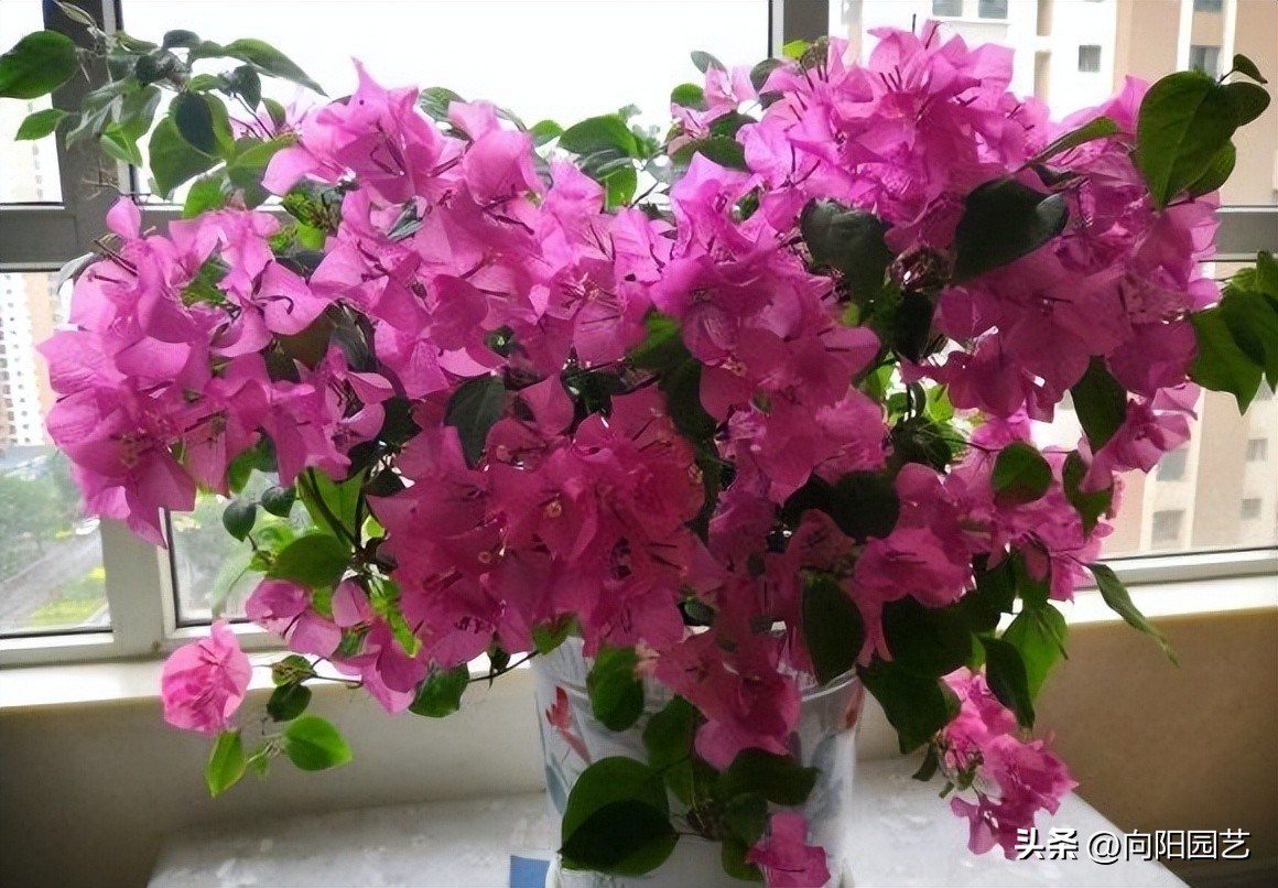 家里养的花开花就掉了,买的花回来养掉叶子