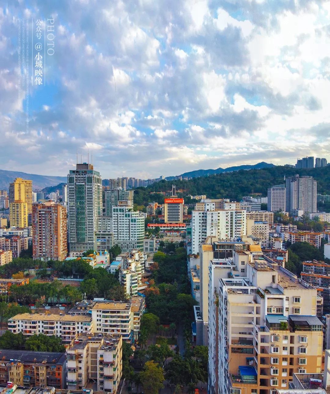 攀枝花是一种什么花,什么是攀枝花铁树