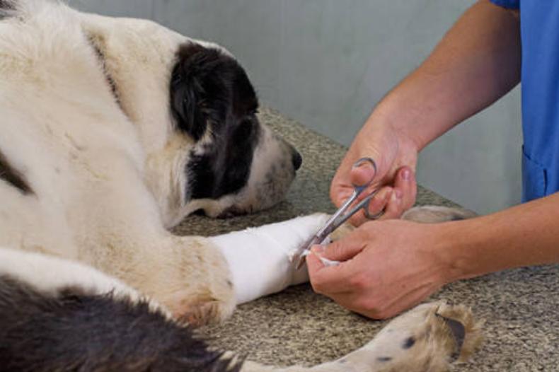 小狗狗腿摔弯曲瘸了怎么办,狗狗的脚摔得一瘸一拐得多久能好