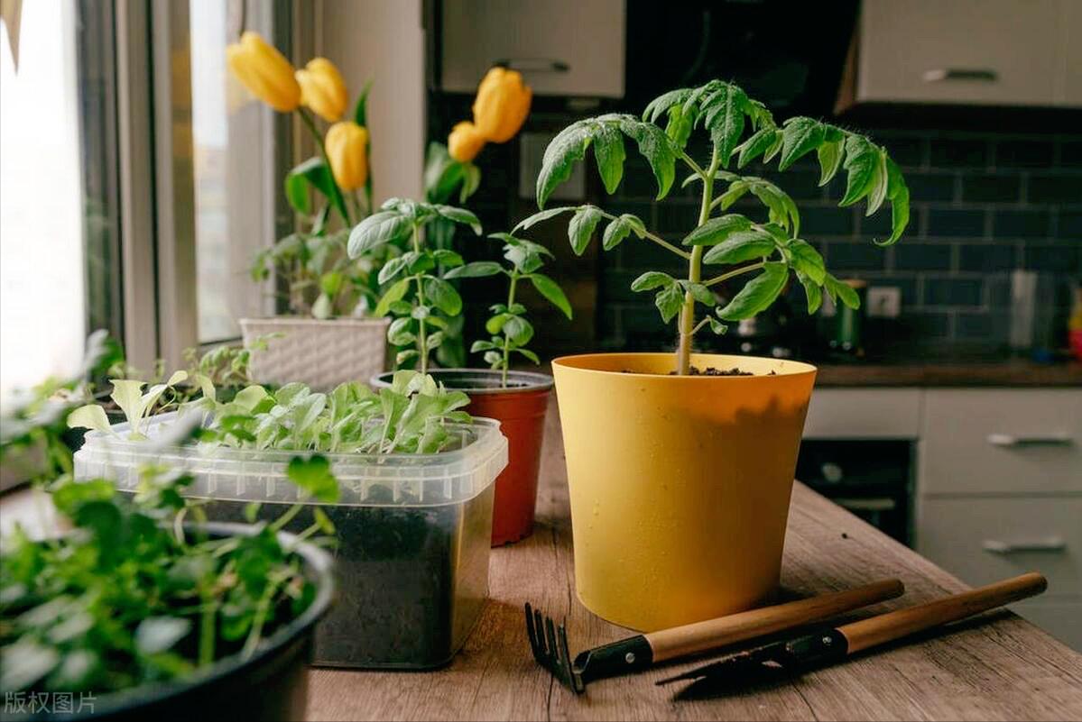 适合厨房养的绿植有哪些,厨房灶台放什么绿植