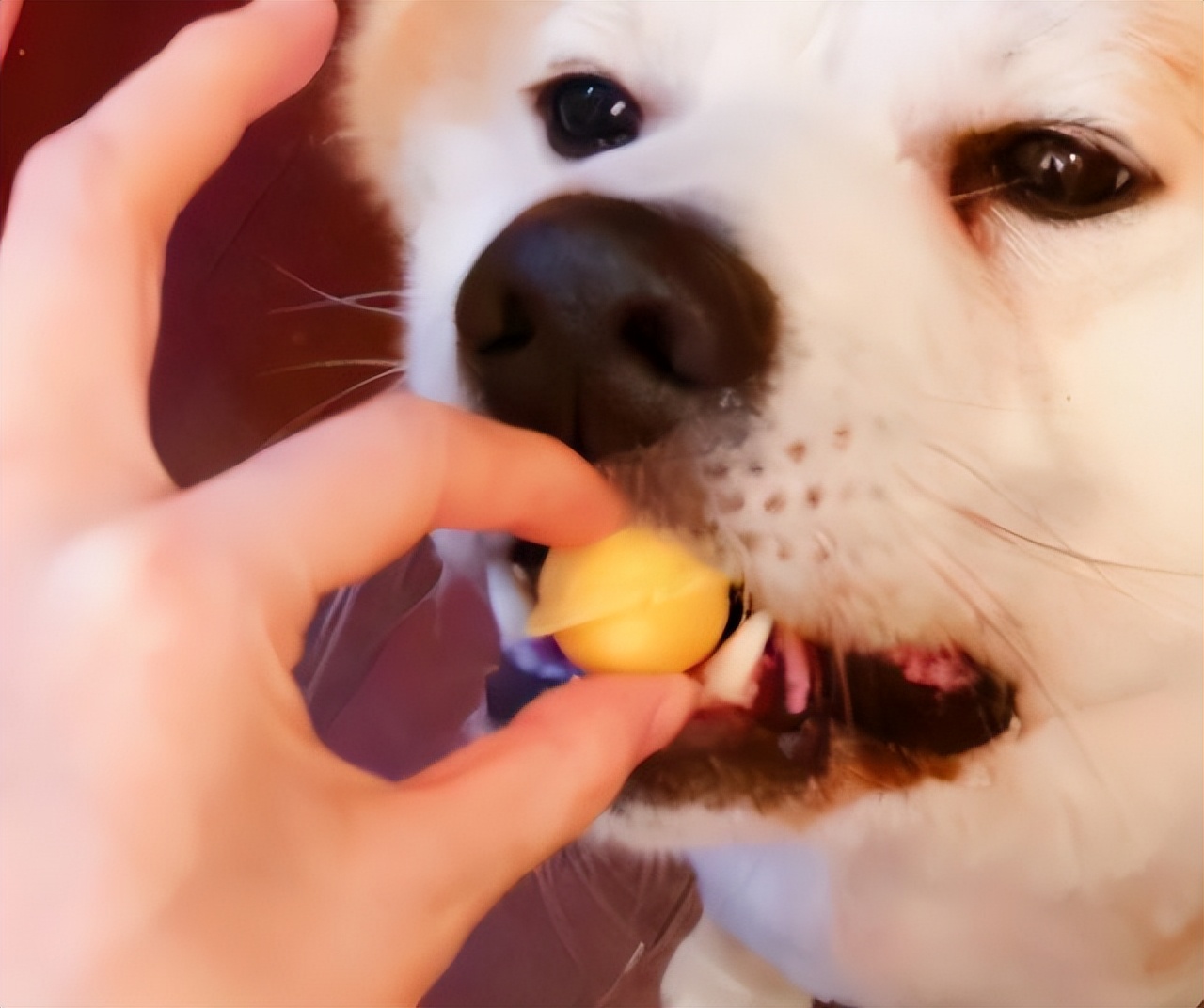 狗狗最爱吃的几种食物是什么,2个月的狗狗补充什么营养食物
