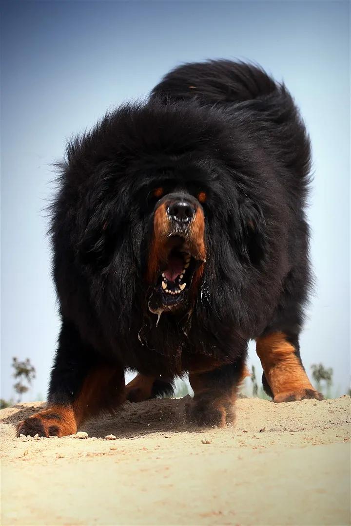 生肖龙要远离哪些生肖,生肖龙后面是什么生肖