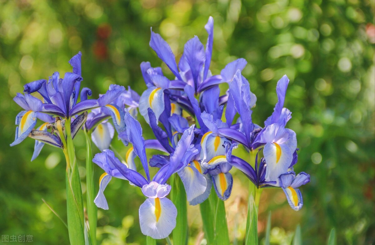 真正的中国国花是什么花,中国的国花是什么花官方认证