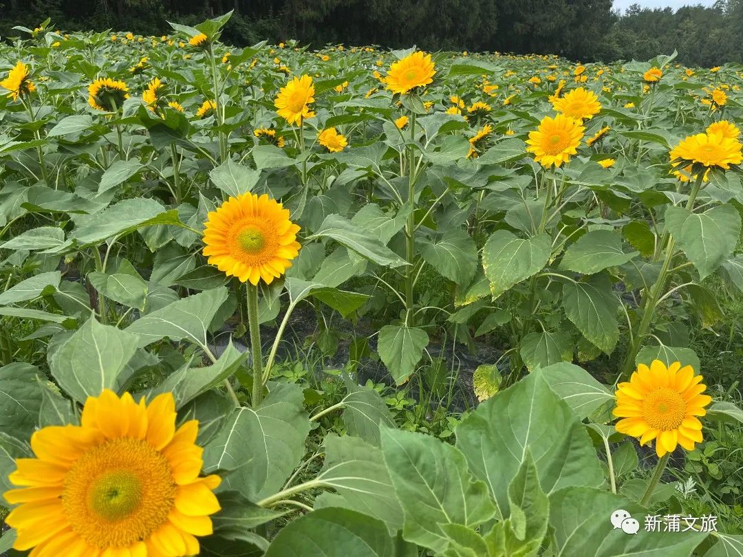 旅行稻草人王国,游玩的景区稻草人王国