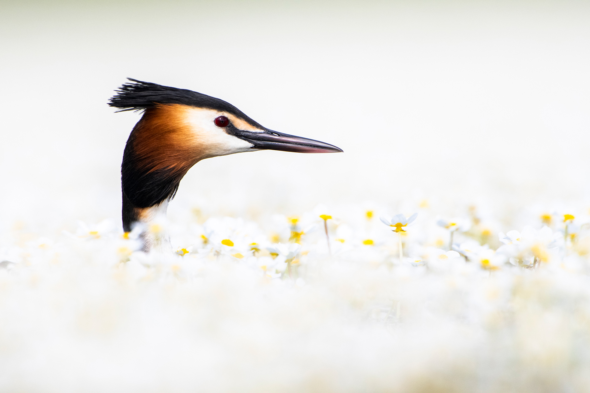 自然就是美,自然就是美歌曲