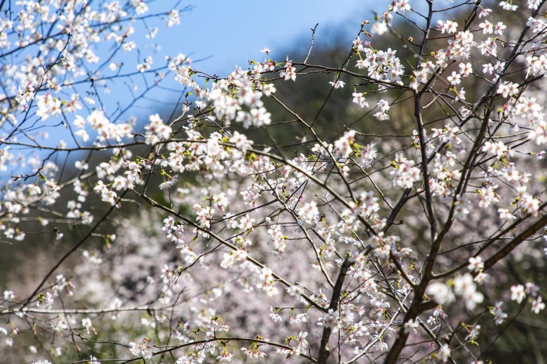 春暖花开时正是游湖赏花季,千岛湖四月赏花季节