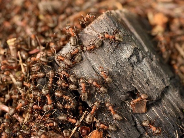 蚂蚁图片大全高清大图,蚂蚁图片欣赏