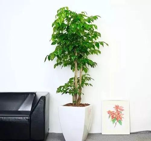 除甲醛的植物哪些最好,室内除甲醛最好的植物有哪些