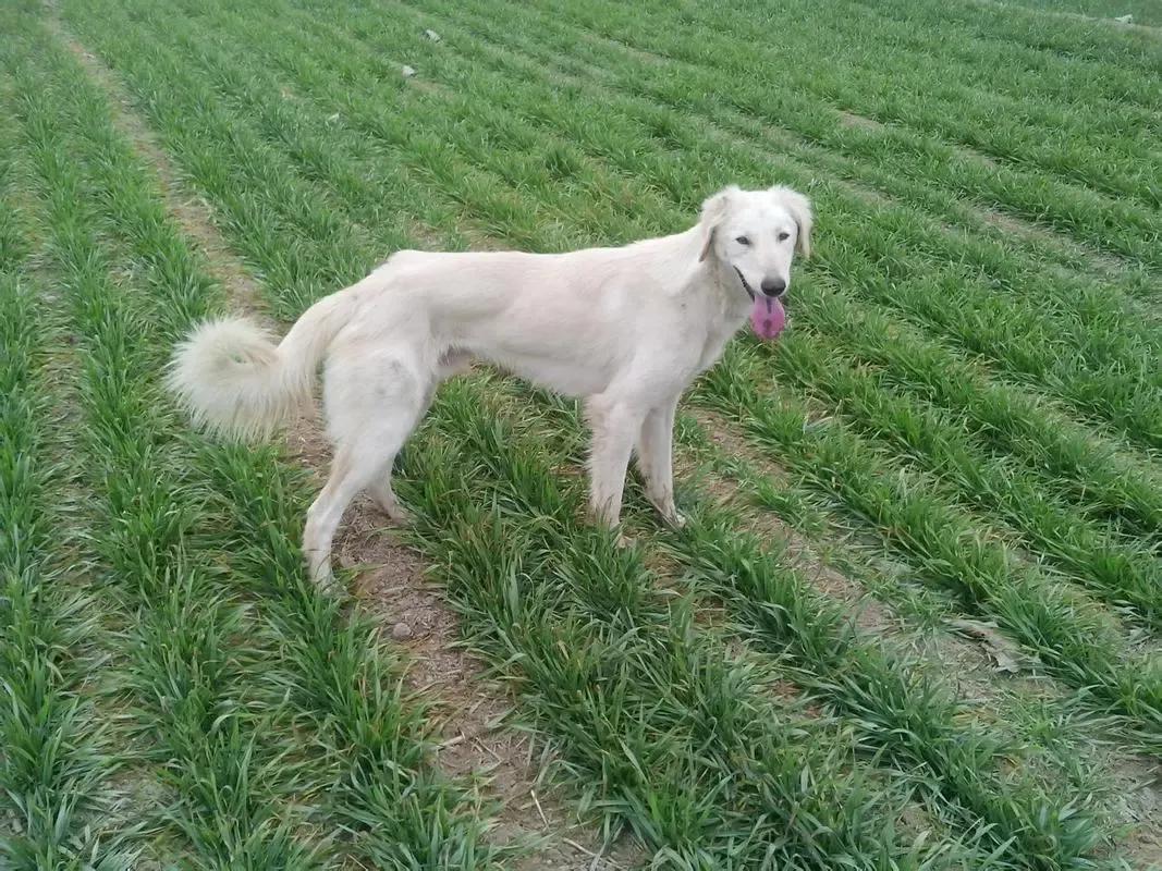 狗有哪些犬种,中国狗犬种排名