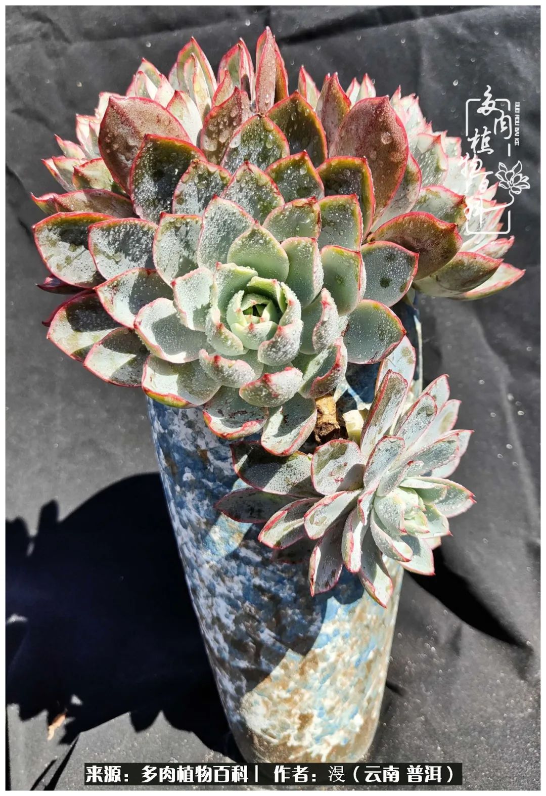 云南的冬天没有云！养肉七年，不谈得失，只论陪伴！