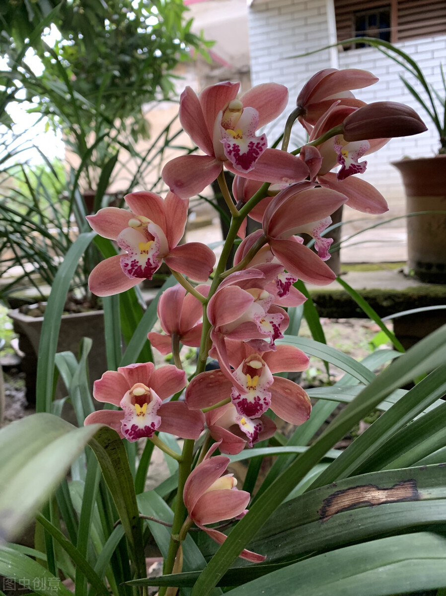 不起眼的花草价值超大,不起眼却很珍贵的花