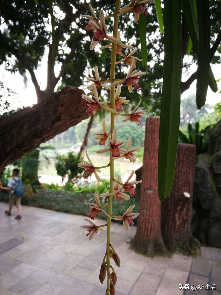 带你认识中华兰花纹瓣兰,顶级纹瓣兰图片