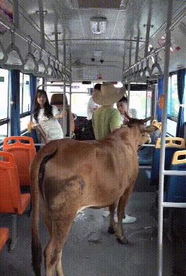 今日笑话原版,蚂蚁大象青藏高原笑话