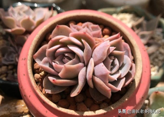 约瑟琳多肉怎么养,约瑟琳多肉皮实好养吗