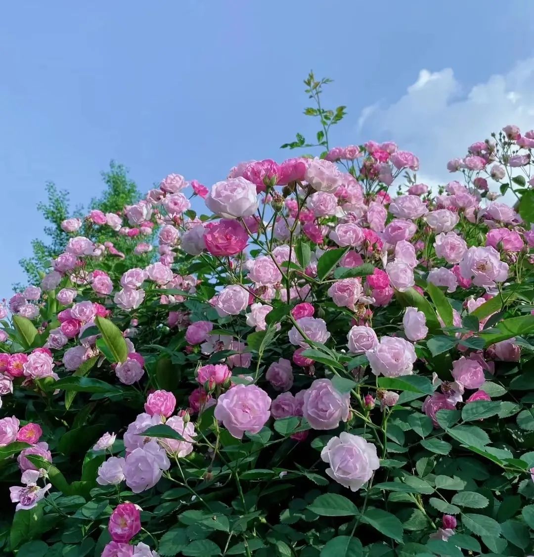 蔷薇月季玫瑰的区别,月季蔷薇玫瑰的区别