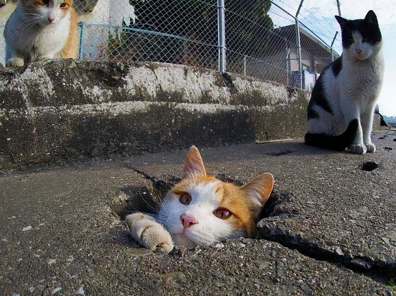 别人家的猫是液体还是固体,猫都是水做的