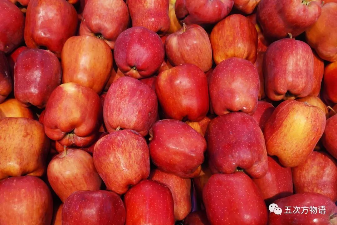 蔷薇科水果是什么,蔷薇亚科著名水果