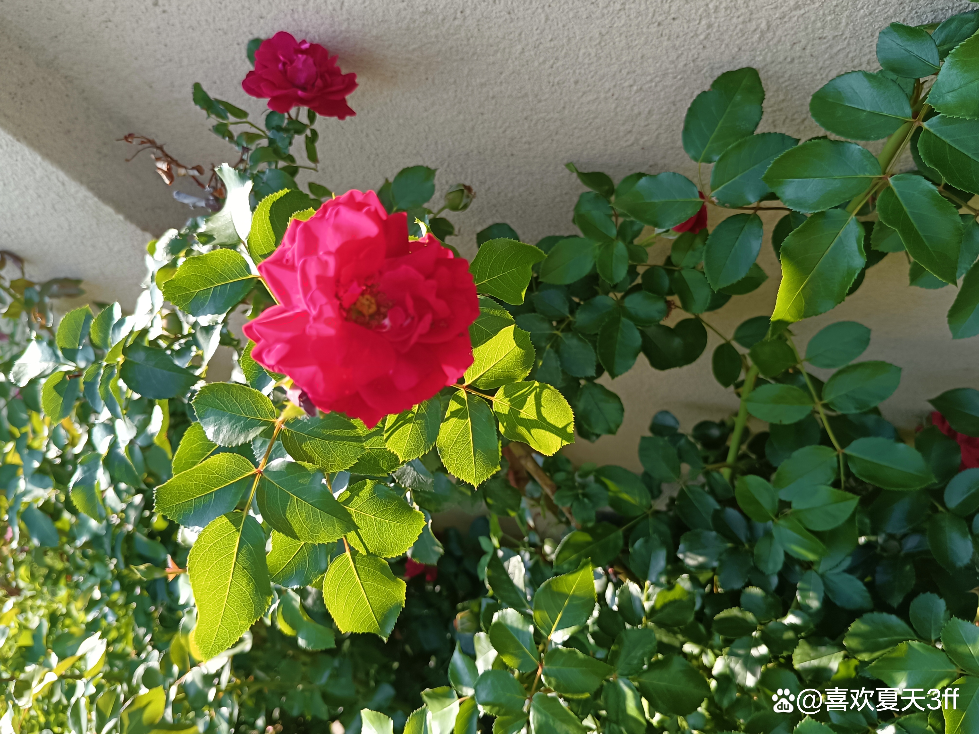 初秋时节鲜花盛开姹紫嫣红,花开初夏花香四溢