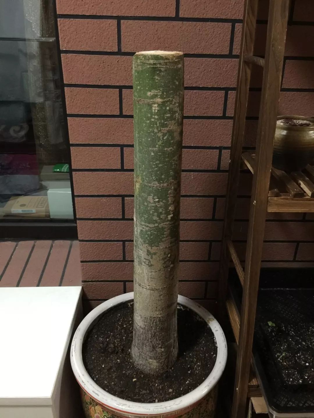 给花剃头,发财树剃光头后发了新芽长不大