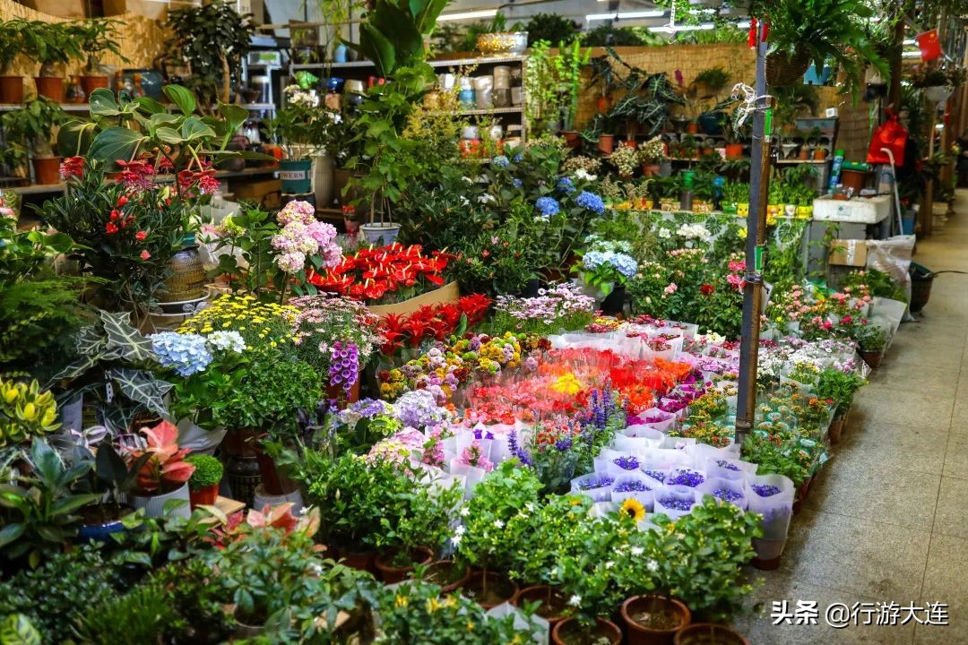 大连花市哪里最好玩,大连的花市有哪些