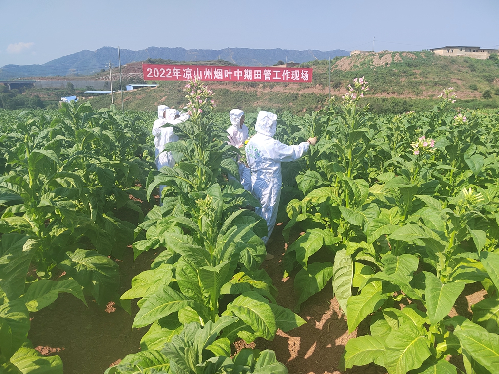 四川的烟叶收购价格 (烟叶收购四川)