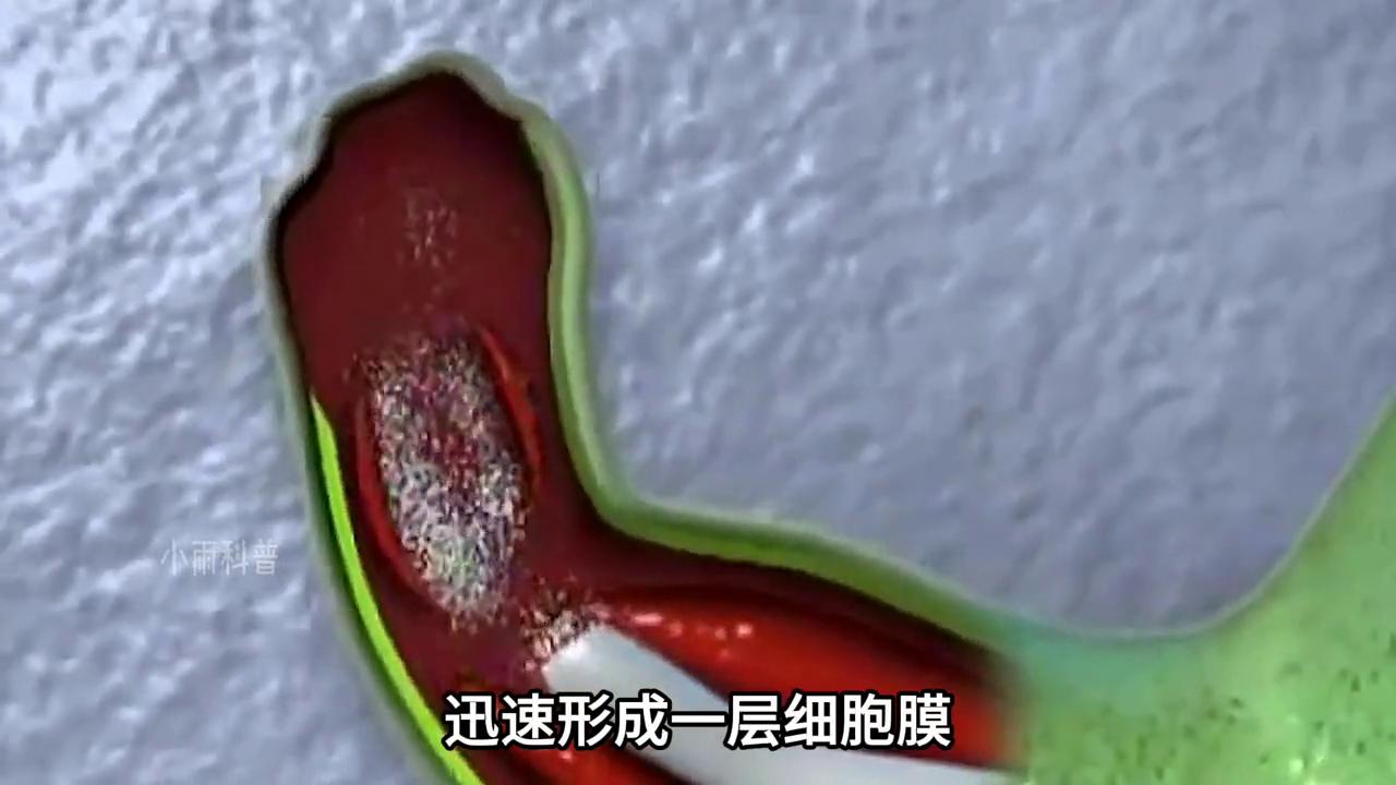 蝾螈究竟能再生多大的大脑视频,再生之王的蝾螈究竟有多厉害