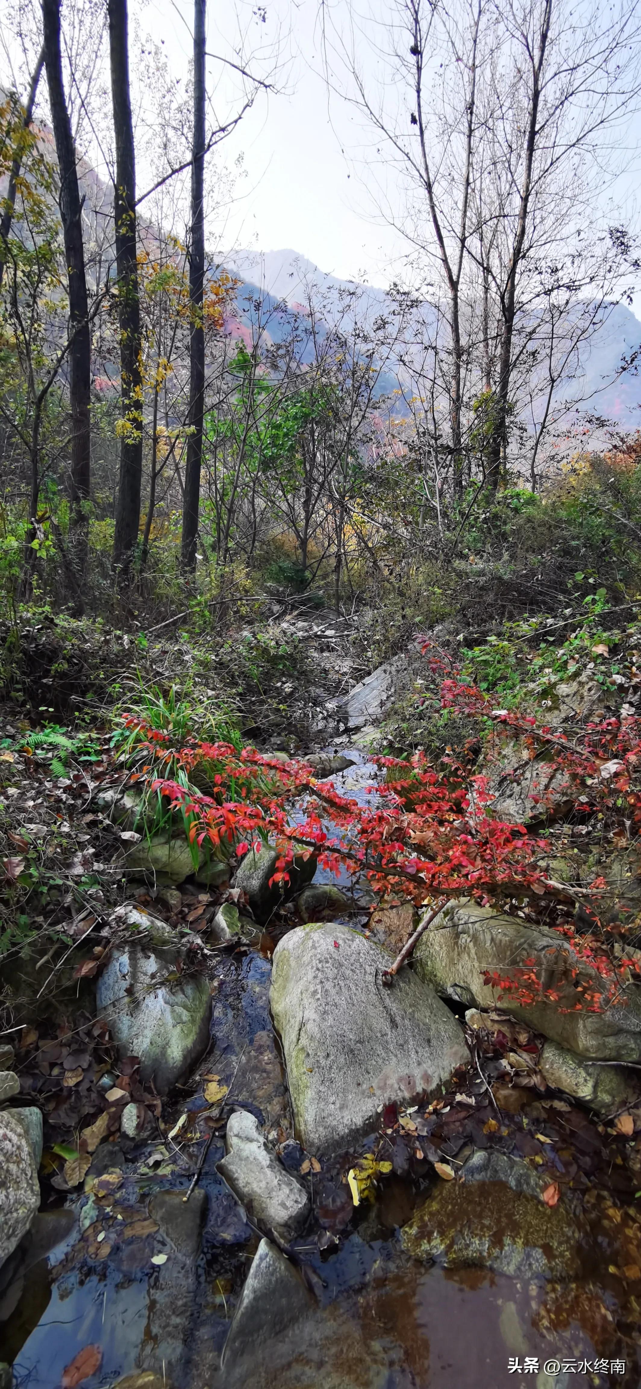 享个清福！到少有人知的峙峪看看漫山红叶，喝喝住山人清茶