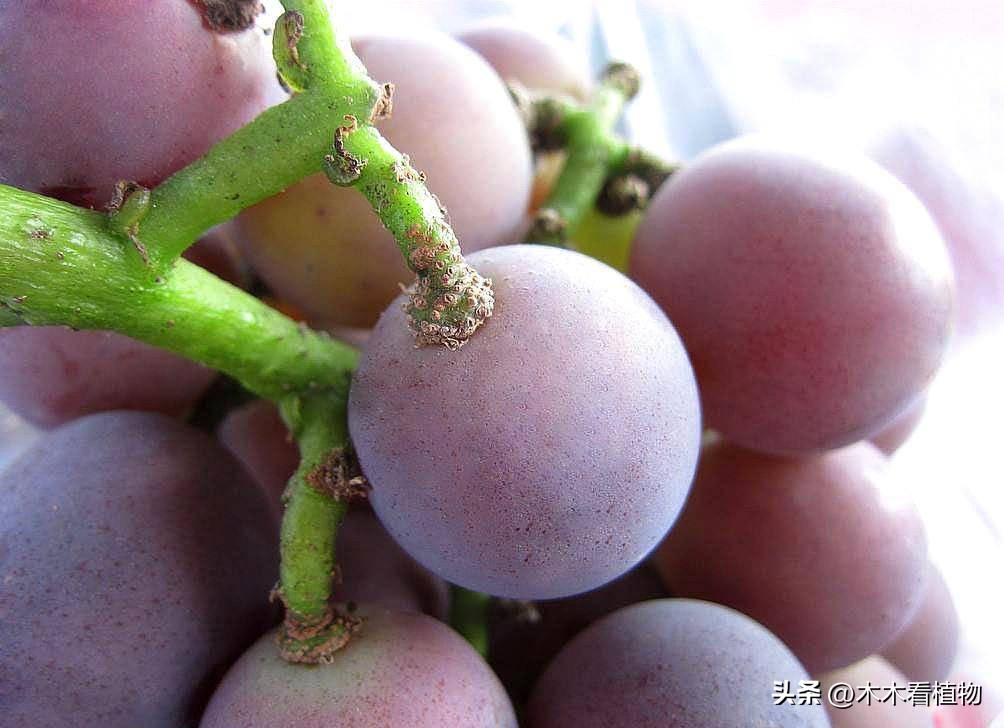 经常吃并不代表着你就了解它，一起来看看熟悉又陌生的葡萄吧