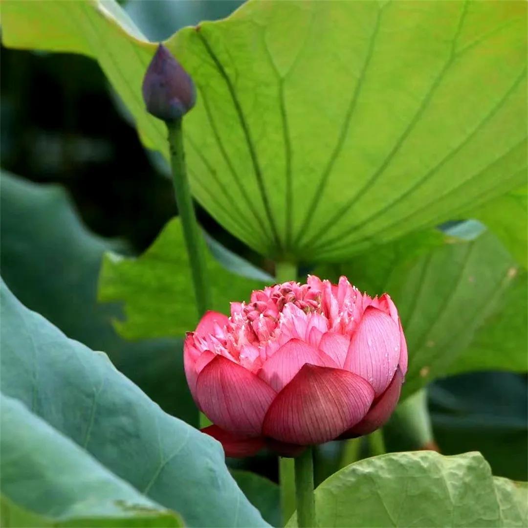 广州从化赏荷花胜地,从化草埔荷花