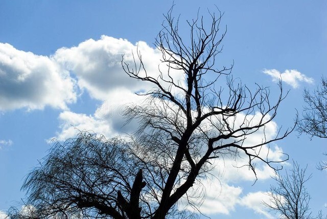 风吹杨柳万千条打一动物,风吹杨柳万千条解析